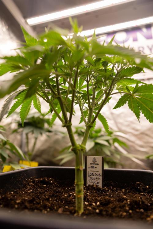 London Pound Cake 🍰 - Zamnesia x B&B. Week 4 - London Pound Cake 2 // Main Lining no LST // VEG - Week 4 // 