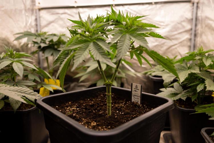 London Pound Cake 🍰 - Zamnesia x B&B. Week 4 - London Pound Cake 2 // Main Lining no LST // VEG - Week 4 // 