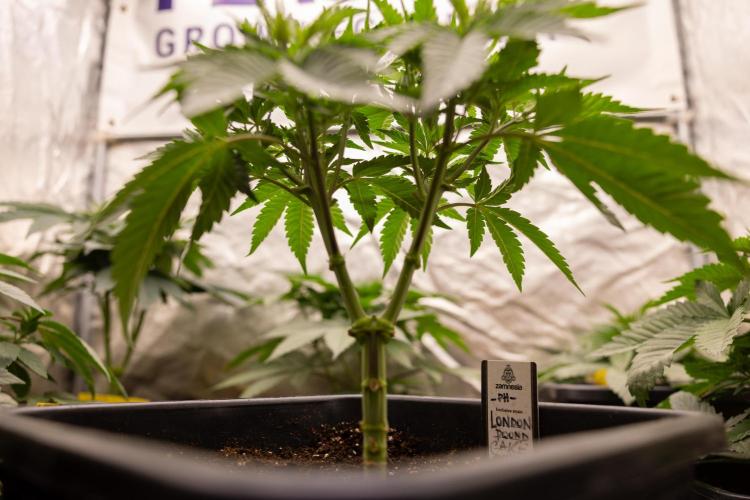 London Pound Cake 🍰 - Zamnesia x B&B. Week 4 - London Pound Cake 2 // Main Lining no LST // VEG - Week 4 // 