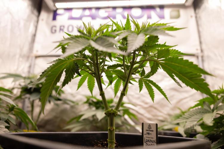 London Pound Cake 🍰 - Zamnesia x B&B. Week 4 - London Pound Cake 2 // Main Lining no LST // VEG - Week 4 // 