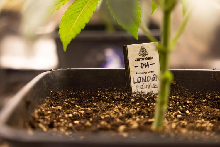 London Pound Cake 🍰 - Zamnesia x B&B. Week 4 - London Pound Cake 2 // Main Lining no LST // VEG - Week 4 // 