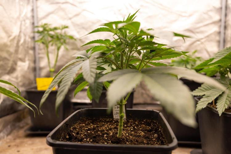 London Pound Cake 🍰 - Zamnesia x B&B. Week 4 - London Pound Cake 1 // No Techniques // VEG - Week 4 // 