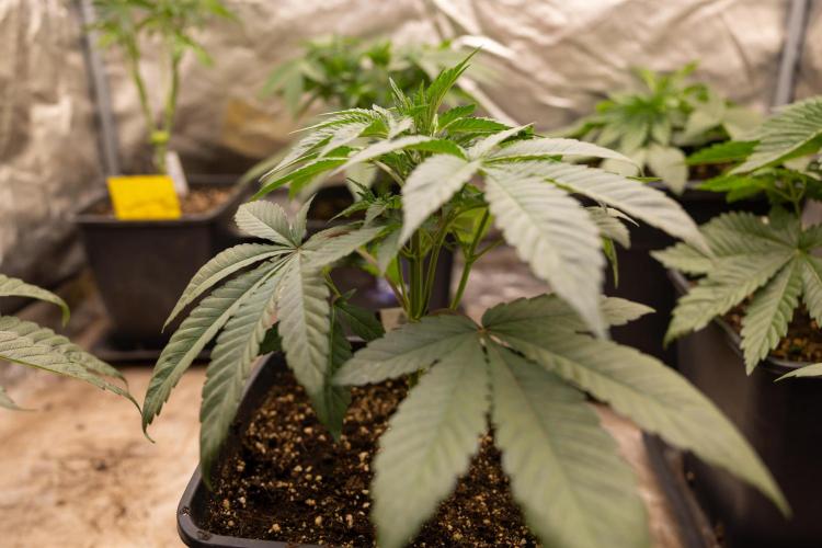 London Pound Cake 🍰 - Zamnesia x B&B. Week 4 - London Pound Cake 1 // No Techniques // VEG - Week 4 // 