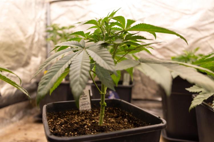 London Pound Cake 🍰 - Zamnesia x B&B. Week 4 - London Pound Cake 1 // No Techniques // VEG - Week 4 // 