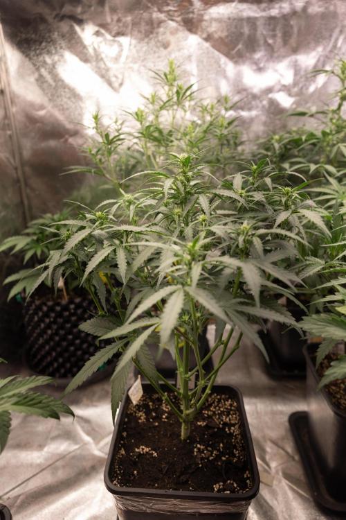 Blueberry Crumble 🔵 Auto - Z x B&B. Week 4 - Blueberry Crumble 1 // No Techniques // Week 4/5 Bloom