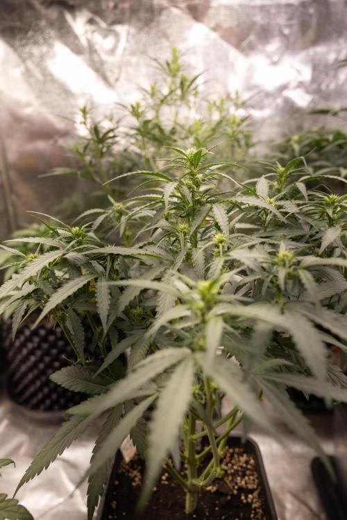 Blueberry Crumble 🔵 Auto - Z x B&B. Week 4 - Blueberry Crumble 1 // No Techniques // Week 4/5 Bloom