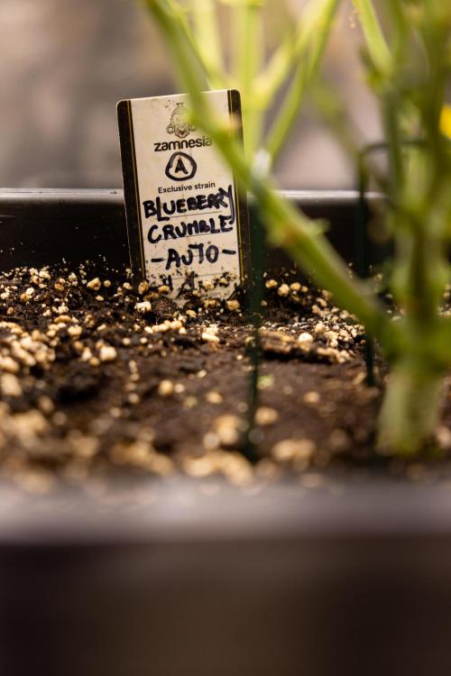 Blueberry Crumble 🔵 Auto - Z x B&B. Week 4 - Blueberry Crumble 2 // 1 Topping // Week 4/5 Bloom