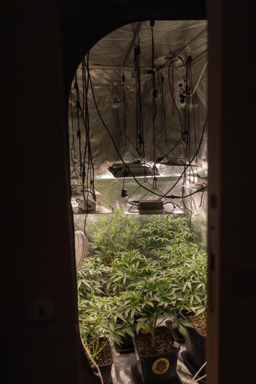 Blueberry Crumble 🔵 Auto - Z x B&B. Week 4 - Zamnesia x Plagron Autoflowering Crew