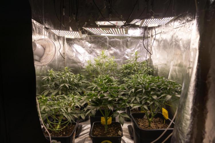 Blueberry Crumble 🔵 Auto - Z x B&B. Week 4 - Zamnesia x Plagron Autoflowering Crew