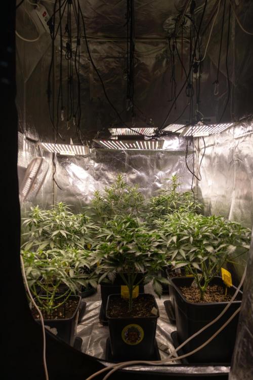 Blueberry Crumble 🔵 Auto - Z x B&B. Week 4 - Zamnesia x Plagron Autoflowering Crew