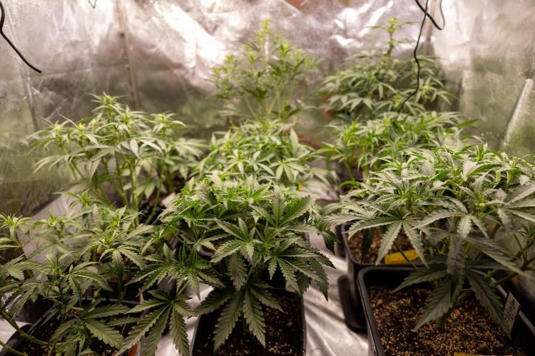 Blueberry Crumble 🔵 Auto - Z x B&B. Week 4 - Zamnesia x Plagron Autoflowering Crew