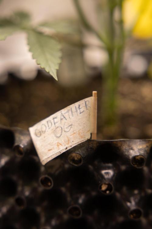 Godfather OG ✞ Auto - Zamnesia x B&B. Week 4 - Godfather OG 1 // No Techniques // Week 4 - Veg 