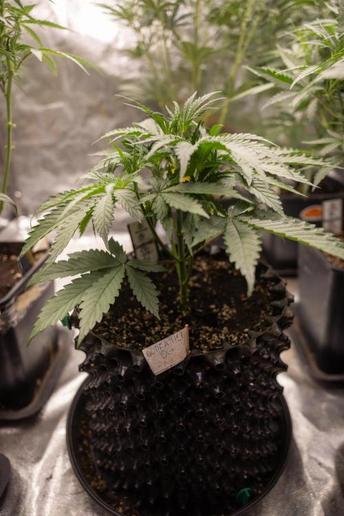 Godfather OG ✞ Auto - Zamnesia x B&B. Week 4 - Godfather OG 1 // No Techniques // Week 4 - Veg 
