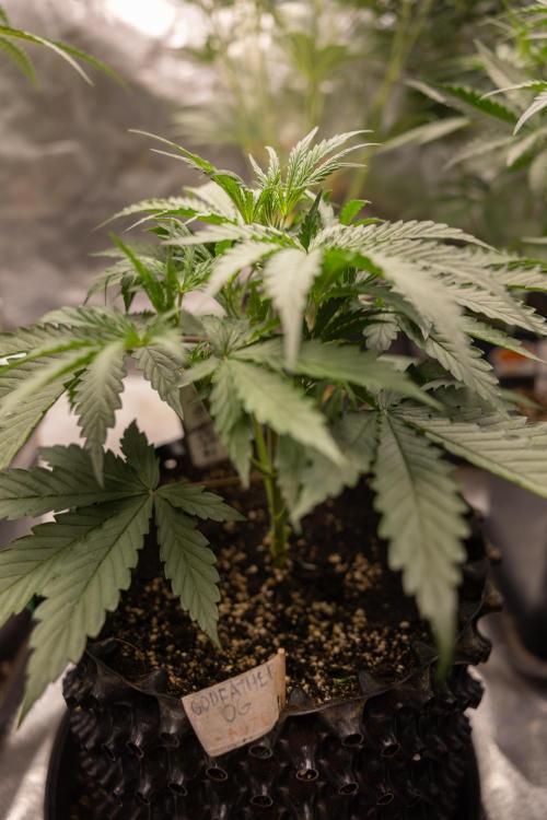 Godfather OG ✞ Auto - Zamnesia x B&B. Week 4 - Godfather OG 1 // No Techniques // Week 4 - Veg 