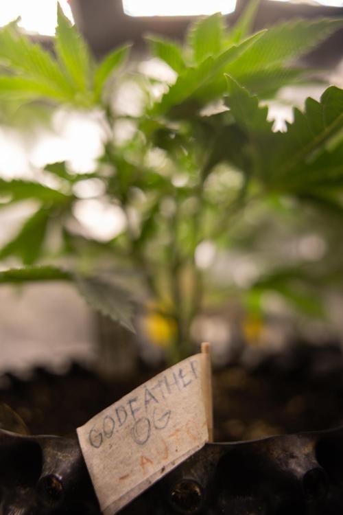 Godfather OG ✞ Auto - Zamnesia x B&B. Week 4 - Godfather OG 1 // No Techniques // Week 4 - Veg 