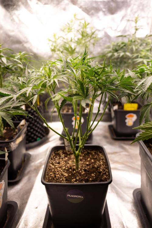 Godfather OG ✞ Auto - Zamnesia x B&B. Week 4 - Godfather OG 1 // No Techniques // Week 4 - Veg 