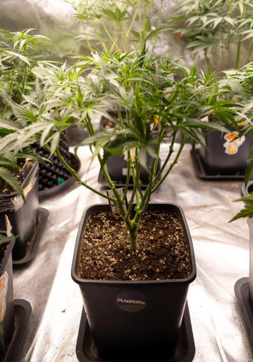 Godfather OG ✞ Auto - Zamnesia x B&B. Week 4 - Godfather OG 1 // No Techniques // Week 4 - Veg 