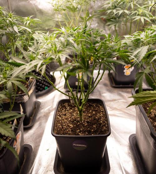 Godfather OG ✞ Auto - Zamnesia x B&B. Week 4 - Godfather OG 1 // No Techniques // Week 4 - Veg 