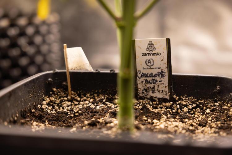 Chocolope 🍫 Auto - Zamnesia x B&B. Week 4 - Chocolope #1 // No Techniques // Week 5  Bloom