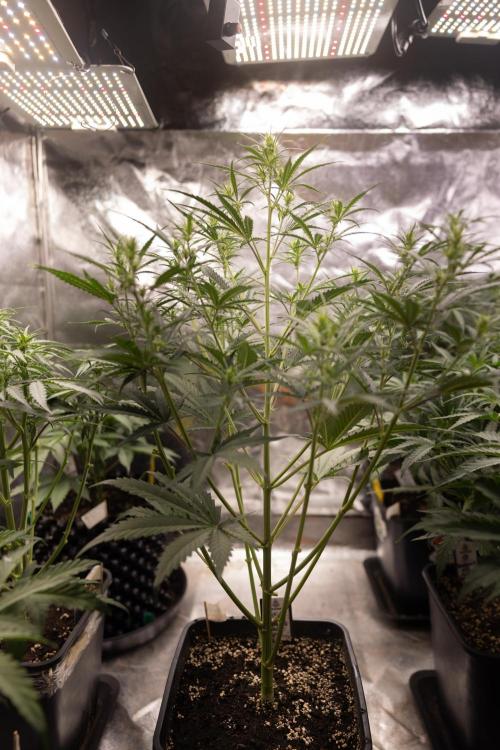 Chocolope 🍫 Auto - Zamnesia x B&B. Week 4 - Chocolope #1 // No Techniques // Week 5  Bloom