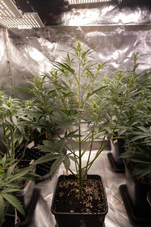Chocolope 🍫 Auto - Zamnesia x B&B. Week 4 - Chocolope #1 // No Techniques // Week 5  Bloom