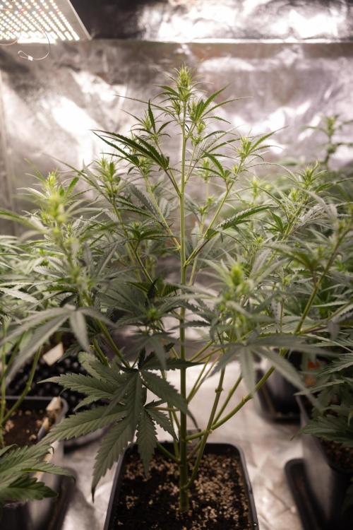 Chocolope 🍫 Auto - Zamnesia x B&B. Week 4 - Chocolope #1 // No Techniques // Week 5  Bloom