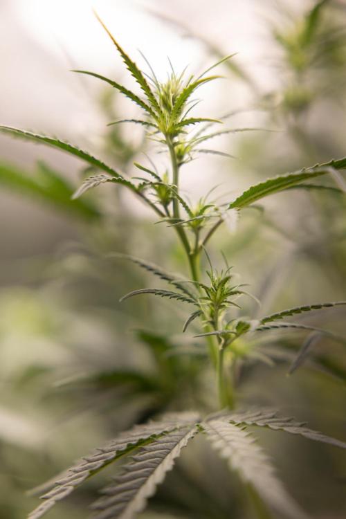 Chocolope 🍫 Auto - Zamnesia x B&B. Week 4 - Chocolope #1 // No Techniques // Week 5  Bloom