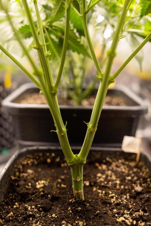 Chocolope 🍫 Auto - Zamnesia x B&B. Week 4 - Chocolope #2 // Main Lining No Lst  // Week 5  Bloom