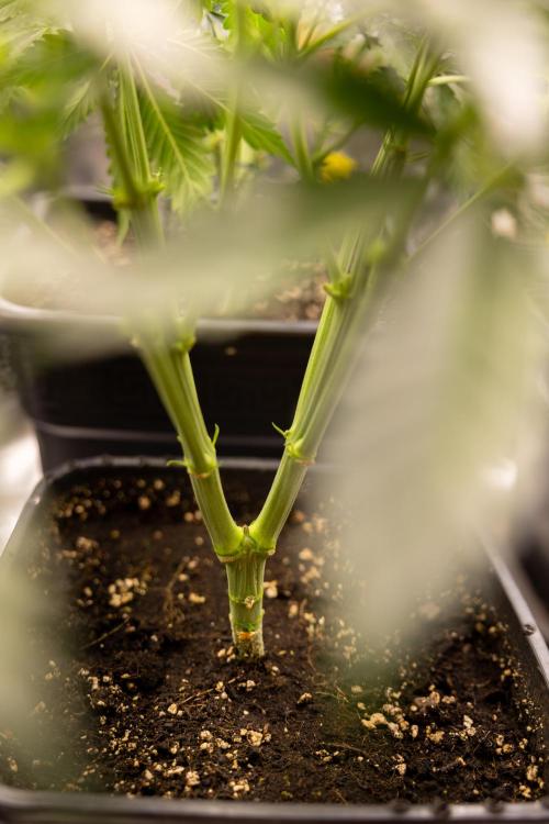 Chocolope 🍫 Auto - Zamnesia x B&B. Week 4 - Chocolope #2 // Main Lining No Lst  // Week 5  Bloom