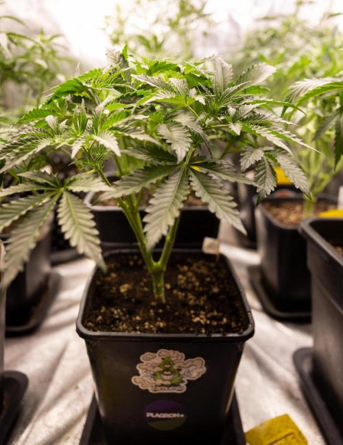 Chocolope 🍫 Auto - Zamnesia x B&B. Week 4 - Chocolope #2 // Main Lining No Lst  // Week 5  Bloom