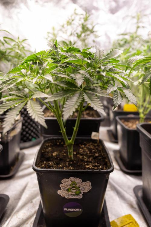 Chocolope 🍫 Auto - Zamnesia x B&B. Week 4 - Chocolope #2 // Main Lining No Lst  // Week 5  Bloom