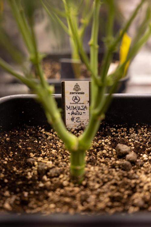 Mimosa 🌾 Auto - Zamnesia x B&B. Week 4 - Mimosa // Week 5 - Bloom 