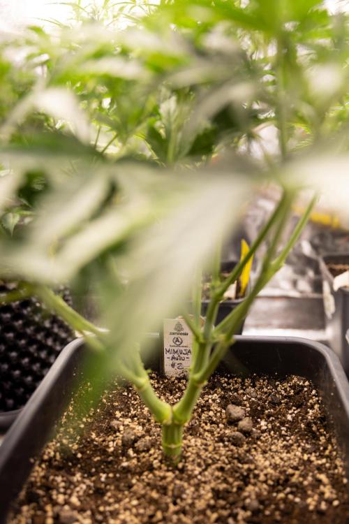 Mimosa 🌾 Auto - Zamnesia x B&B. Week 4 - Mimosa // Week 5 - Bloom 