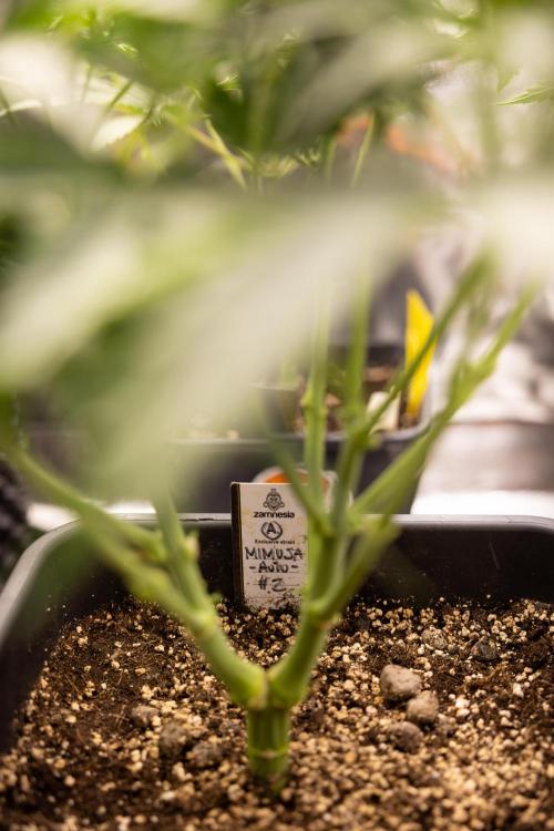 Mimosa 🌾 Auto - Zamnesia x B&B. Week 4 - Mimosa // Week 5 - Bloom 