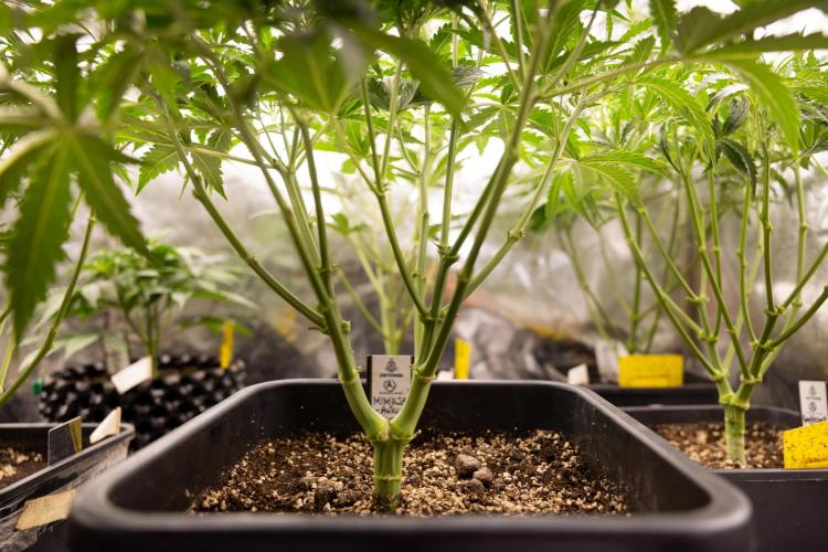 Mimosa 🌾 Auto - Zamnesia x B&B. Week 4 - Mimosa // Week 5 - Bloom 