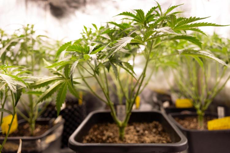 Mimosa 🌾 Auto - Zamnesia x B&B. Week 4 - Mimosa // Week 5 - Bloom 