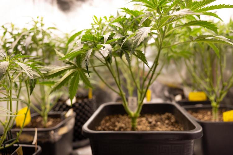 Mimosa 🌾 Auto - Zamnesia x B&B. Week 4 - Mimosa // Week 5 - Bloom 