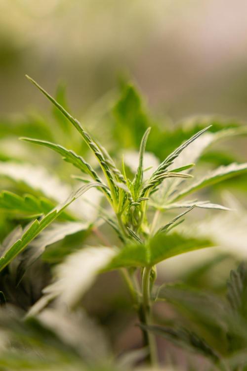 Mimosa 🌾 Auto - Zamnesia x B&B. Week 4 - Mimosa // Week 5 - Bloom 