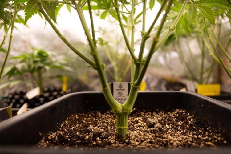 Mimosa 🌾 Auto - Zamnesia x B&B. Week 4 - Mimosa // Week 5 - Bloom 