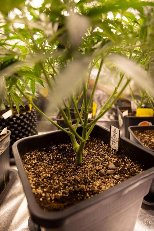 Mimosa 🌾 Auto - Zamnesia x B&B. Week 4 - Mimosa // Week 5 - Bloom 