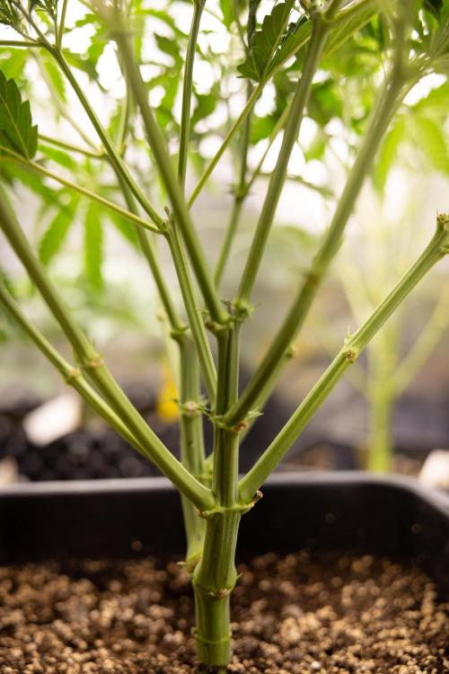 Mimosa 🌾 Auto - Zamnesia x B&B. Week 4 - Mimosa // Week 5 - Bloom 