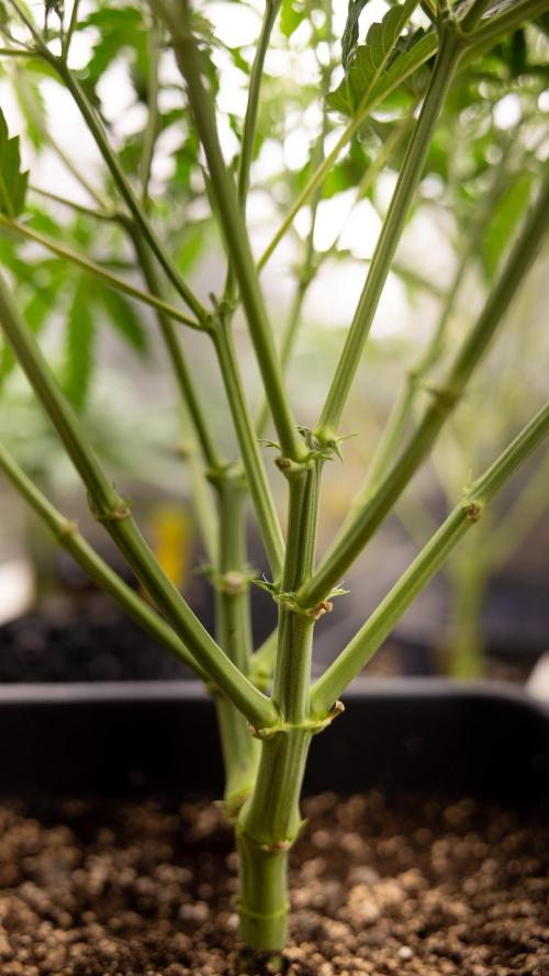 Mimosa 🌾 Auto - Zamnesia x B&B. Week 4 - Mimosa // Week 5 - Bloom 