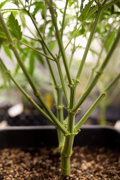 Mimosa 🌾 Auto - Zamnesia x B&B. Week 4 - Mimosa // Week 5 - Bloom 