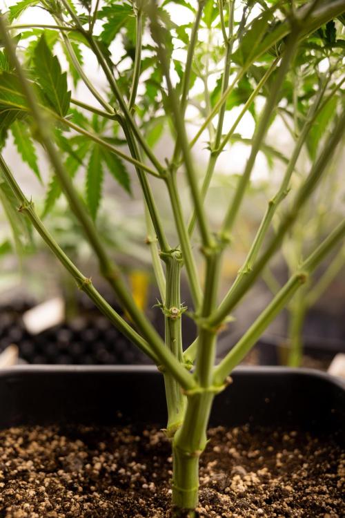 Mimosa 🌾 Auto - Zamnesia x B&B. Week 4 - Mimosa // Week 5 - Bloom 