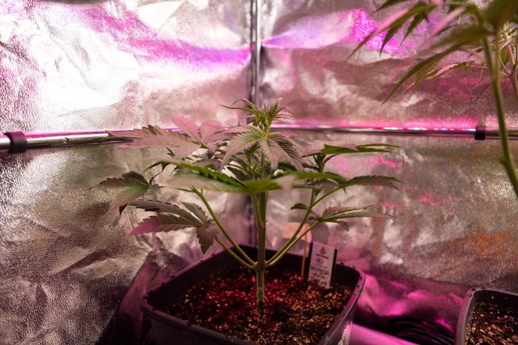 Mimosa 🌾 Auto - Zamnesia x B&B. Week 4 - Mimosa 2 // Week 3 - Veg 