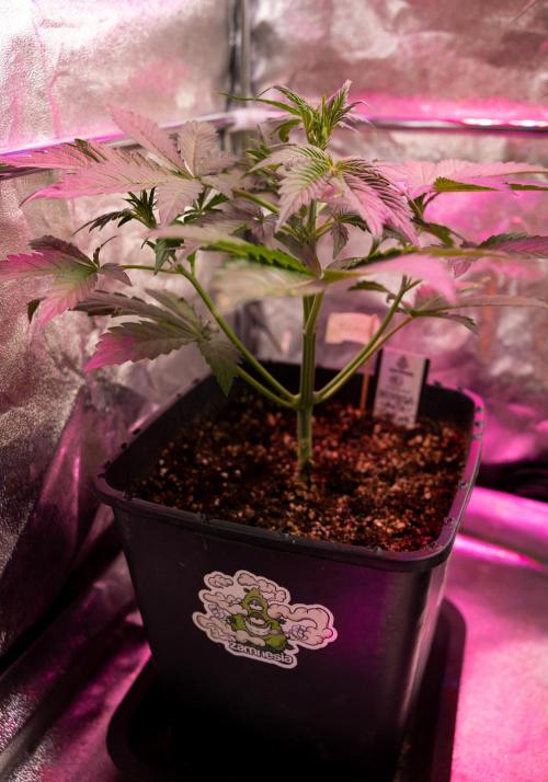 Mimosa 🌾 Auto - Zamnesia x B&B. Week 4 - Mimosa 2 // Week 3 - Veg 
