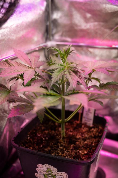 Mimosa 🌾 Auto - Zamnesia x B&B. Week 4 - Mimosa 2 // Week 3 - Veg 