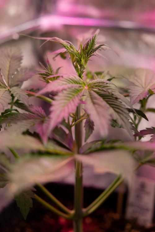 Mimosa 🌾 Auto - Zamnesia x B&B. Week 4 - Mimosa 2 // Week 3 - Veg 