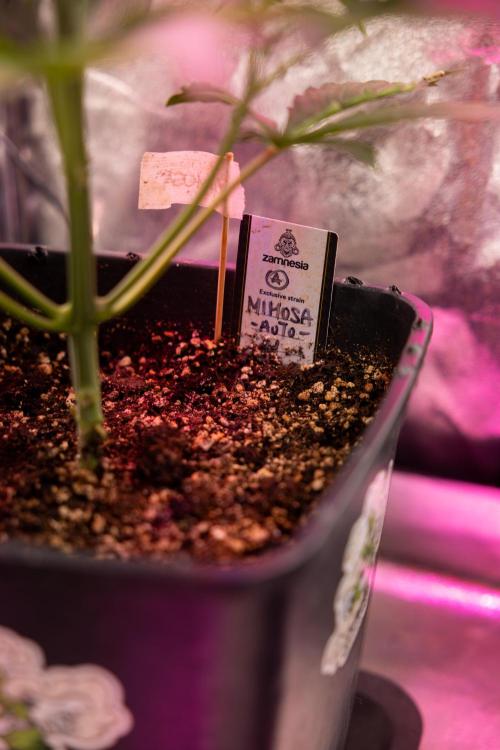 Mimosa 🌾 Auto - Zamnesia x B&B. Week 4 - Mimosa 2 // Week 3 - Veg 