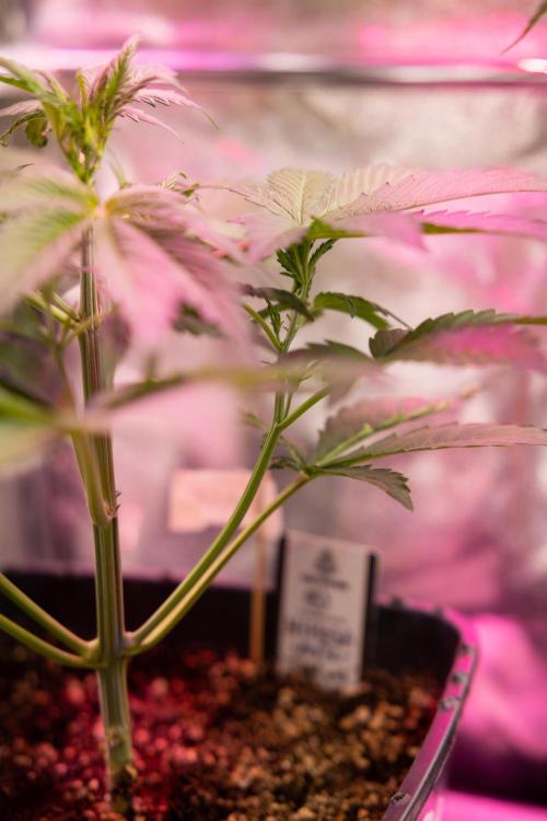 Mimosa 🌾 Auto - Zamnesia x B&B. Week 4 - Mimosa 2 // Week 3 - Veg 